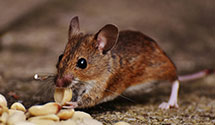 24 Hour & Emergency Exterminators in North Bend, PA